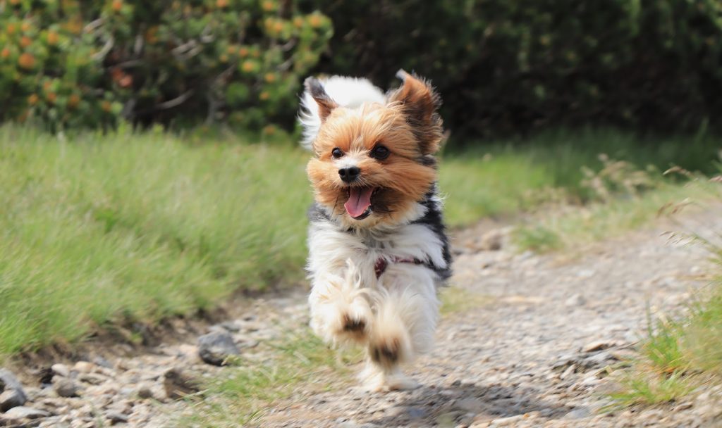 Need to know how to train a Yorkie to come? Check out these 5 proven strategies! Plus, learn the top 3 mistakes you may be making. 