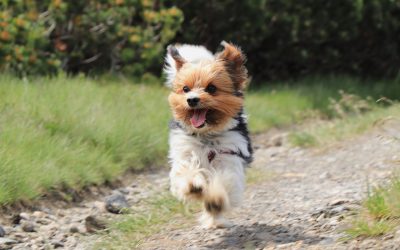 5 Proven Ways to Train a Yorkie to Come (Plus the Top 3 Mistakes You’re Making)