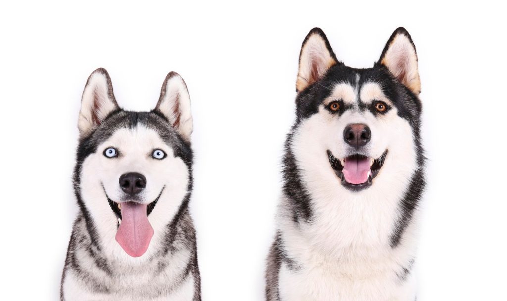 Walking two Huskies at once is a lot of fun if you know how. We're talking about walk two Huskies the easy way! Check it out!