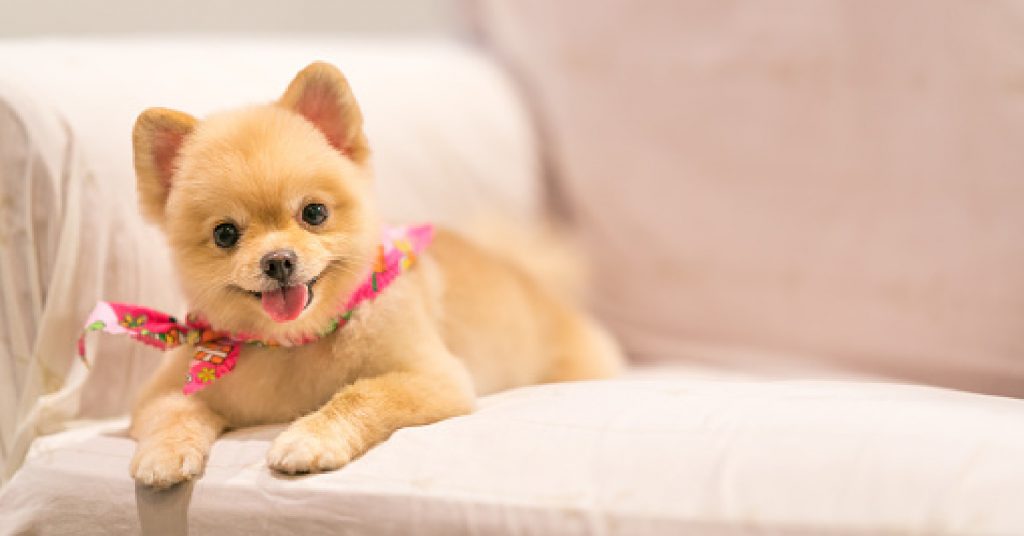 Learn how to train a Pomeranian puppy not to bite easily with these proven methods. Plus, learn why they bite in the first place!