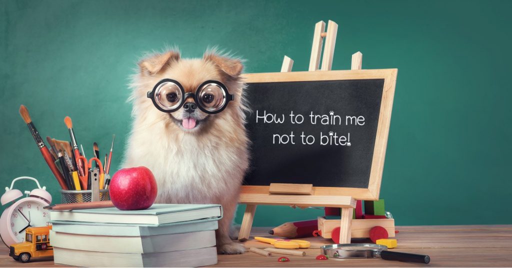 Learn how to train a Pomeranian puppy not to bite easily with these proven methods. Plus, learn why they bite in the first place!