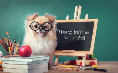 Proven Strategies for How to Train a Pomeranian Puppy Not to Bite