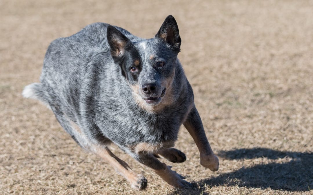 5 Secrets to Tire Your Blue Heeler Puppy: Advice from Veteran Owners