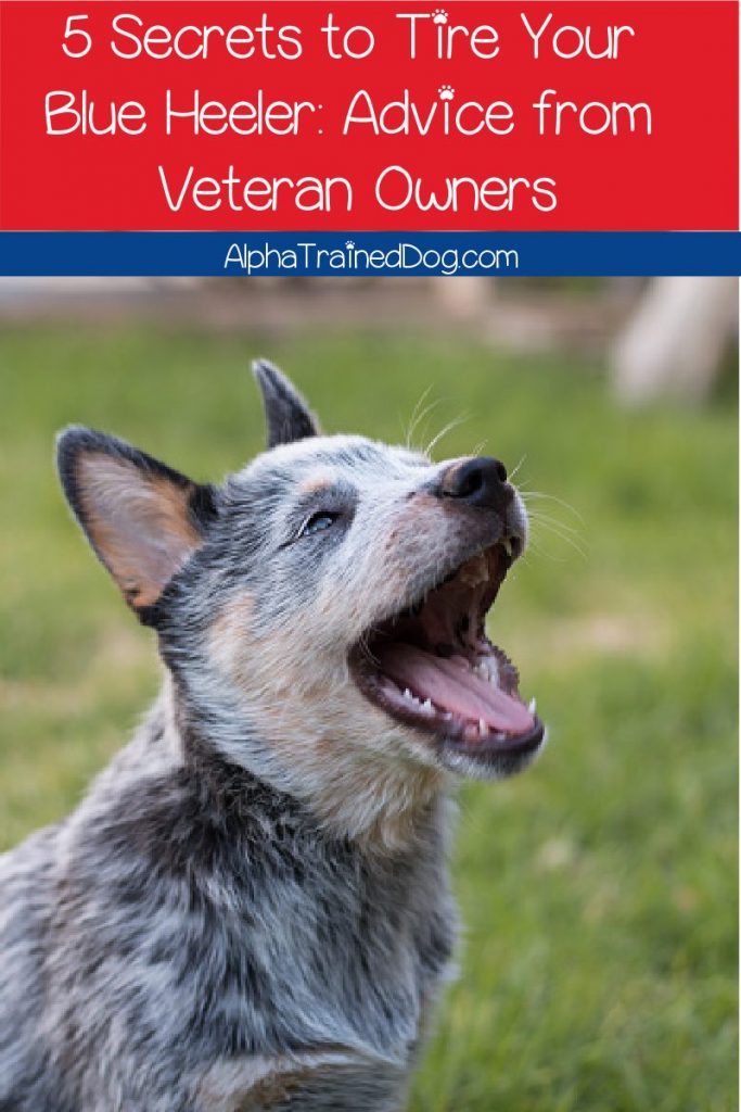 Finding the secrets to tire out your Blue Heeler puppy isn't an easy task for any owner, but we have you covered! Check out 5 veteran tips!