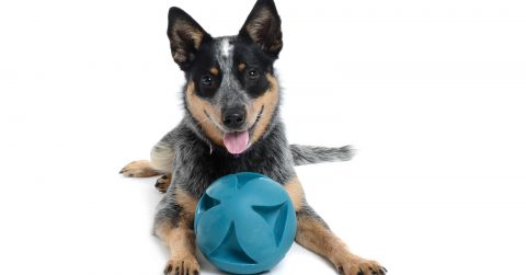 Looking for the best toys for a Blue Heeler puppy? Check out 5 ideas that your dog won't get bored with after 5 minutes!