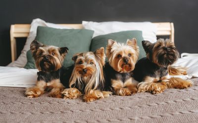 3 Easy Methods to Teach a Yorkie to Sit