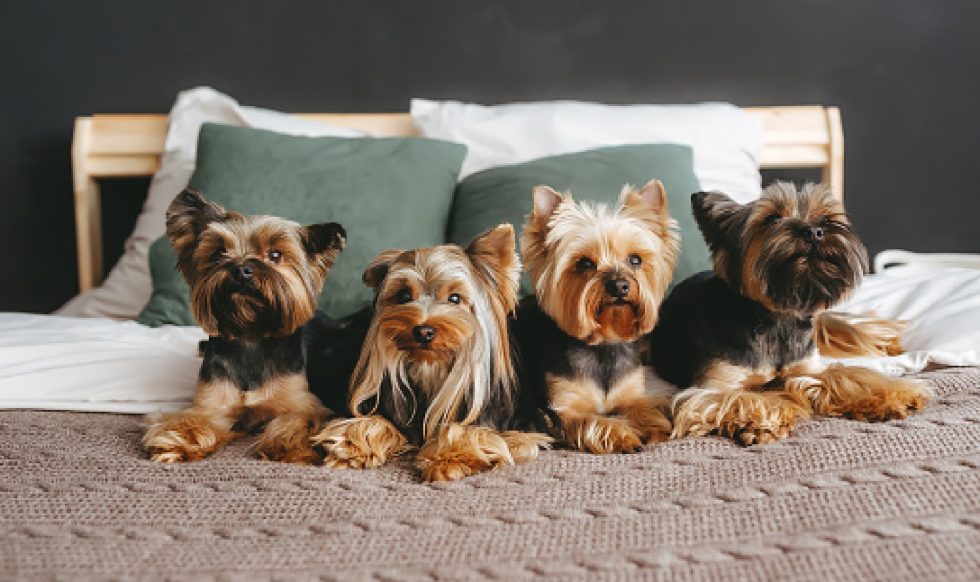 3 Easy Methods to Teach a Yorkie to Sit Alpha Trained Dog