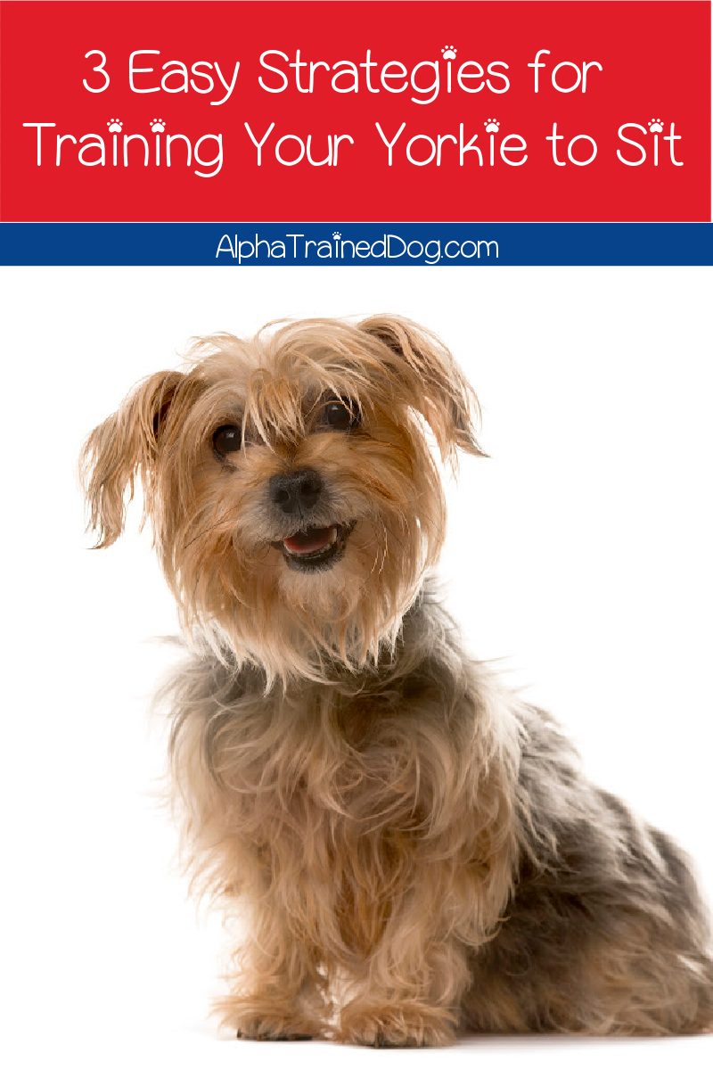 How do you train a Yorkie to sit? With one of these three proven methods, of course! They're super simple, even for 1st-time dog owners! Check them out! 