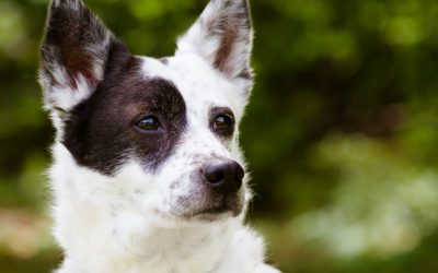 5 Games That Reinforce Training Fundamentals for a Blue Heeler Puppy