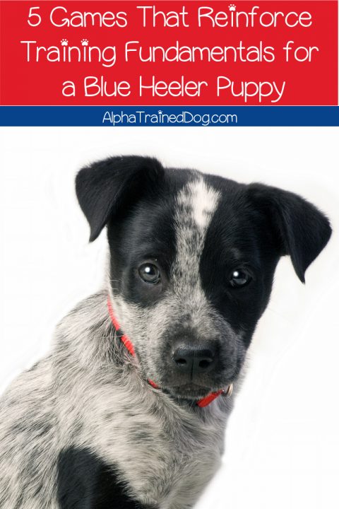 5 Games That Reinforce Training Fundamentals for a Blue Heeler Puppy ...