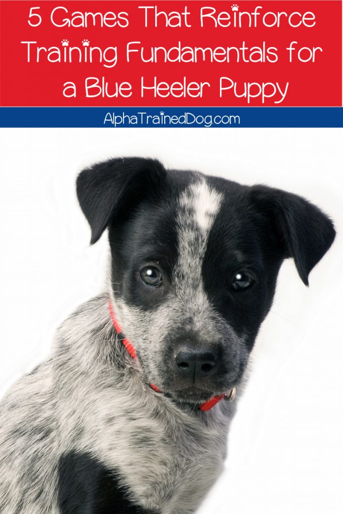 Looking for some great games to reinforce training fundamentals for a Blue Heeler puppy AND help tire him out? Check out five that we love!