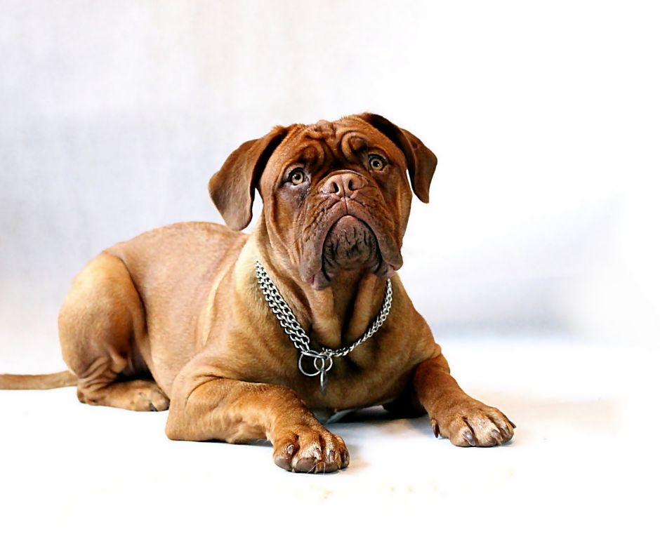Giant Breed Dog Training: When to Start & How to Begin