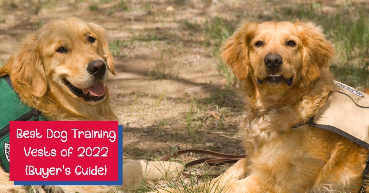 5 Best Dog Training Vests (2022 Review Guide) AlphaTrainedDog