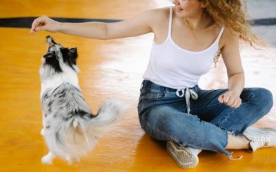 How Important is Consistency in Dog Training?
