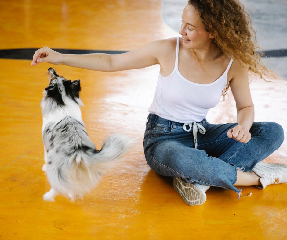 woman giving her small dog training treats