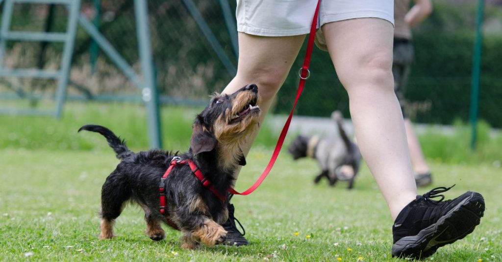 Just how important is consistency in dog training?