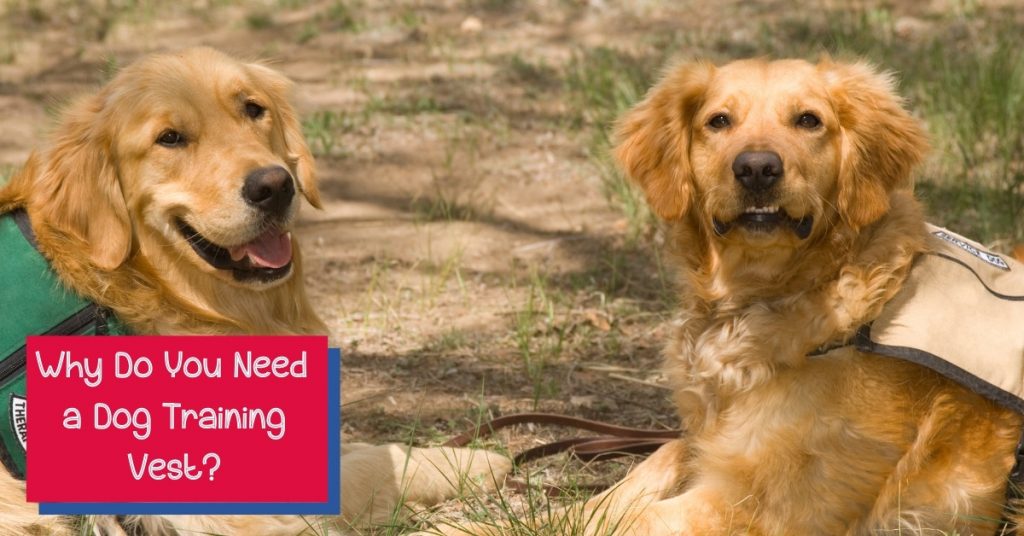 Golden retrievers wearing their dog training vests 