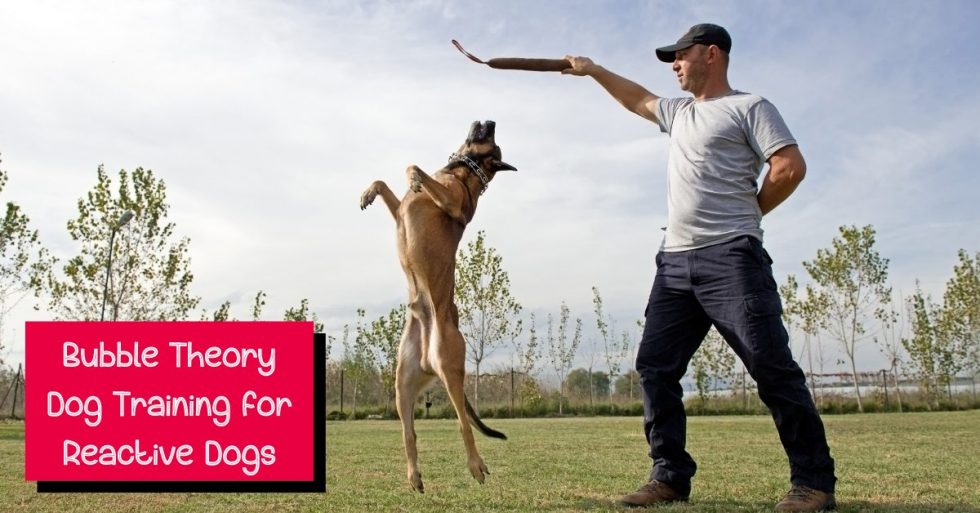 What is Bubble Theory Dog Training for Reactive Dogs? - Alpha Trained Dog