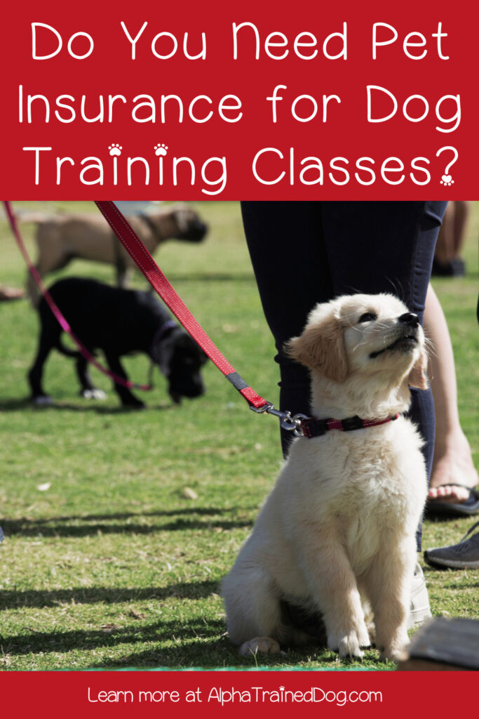 Do you need pet insurance to go to a dog training class? No. However, there are many reasons why you may WANT it. Read on to learn more. 