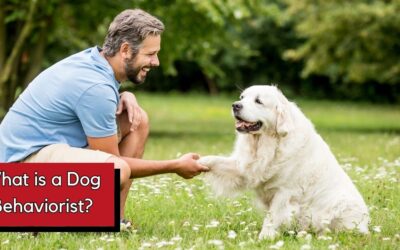 What is a Dog Behaviorist & When Would You Need One?