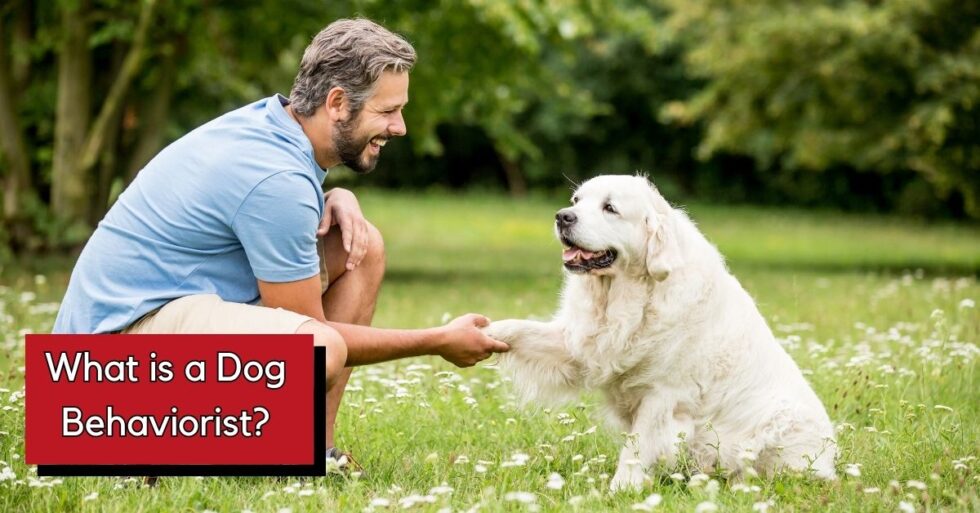 What is a Dog Behaviorist & When Would You Need One?