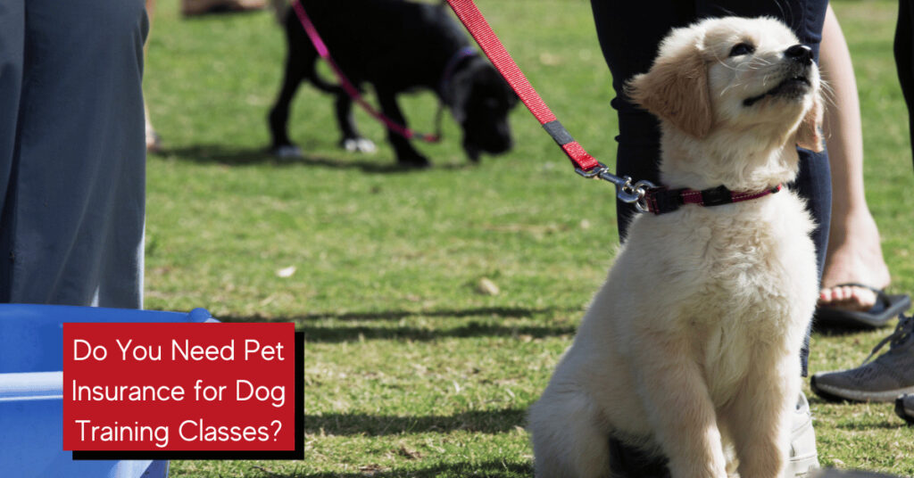 Do you need pet insurance for dog training classes?