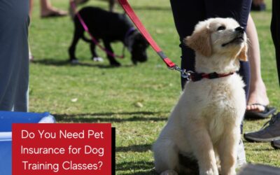 To Insure or Not to Insure? Pet Insurance and Dog Training Classes