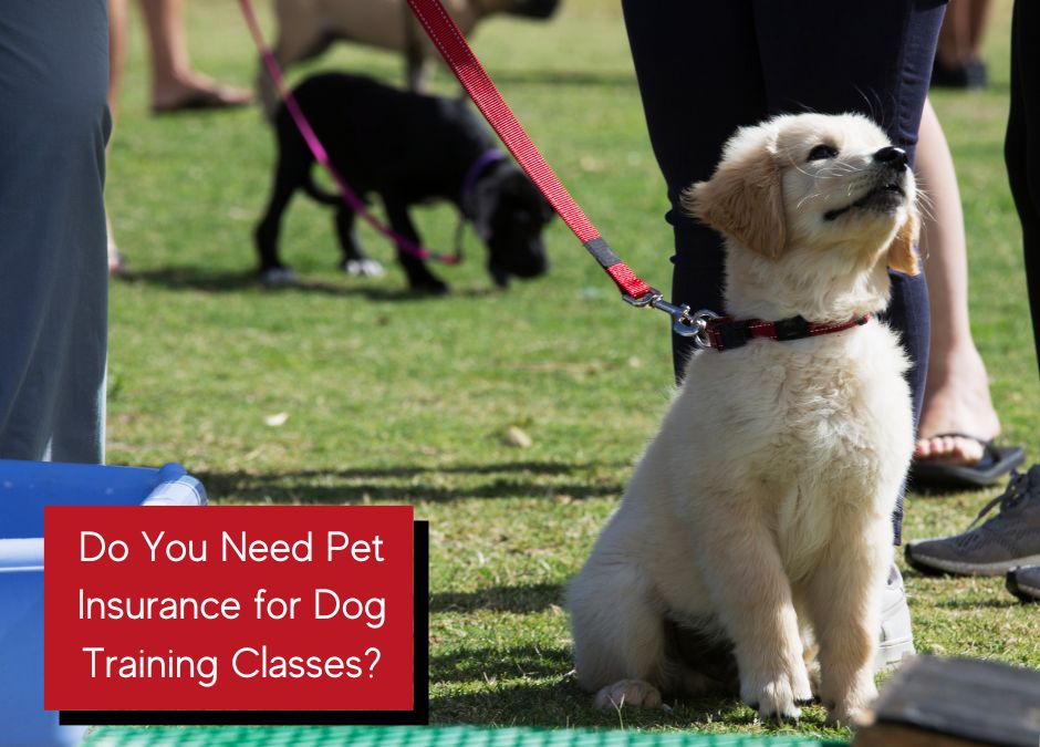 To Insure or Not to Insure? Pet Insurance and Dog Training Classes