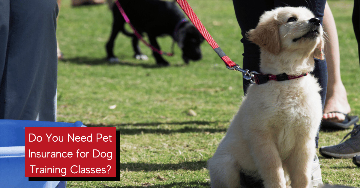 To Insure or Not to Insure? Pet Insurance and Dog Training Classes