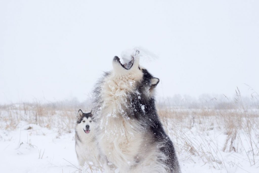 why dogs howl at sirens