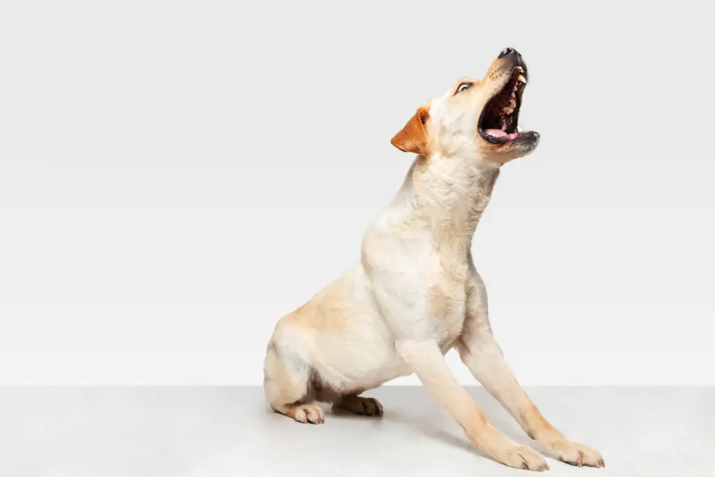 Common Reasons for a dog Barking at Other Dogs