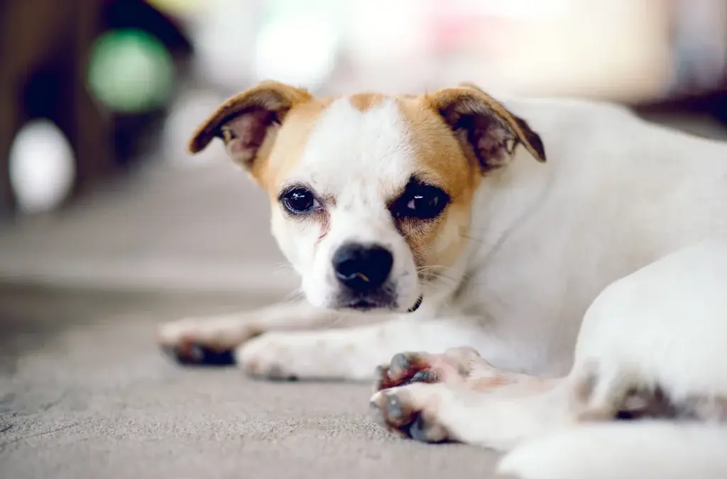 3 Tips to Calm Your Dog’s Anxiety Whining and Keep Peace in the House