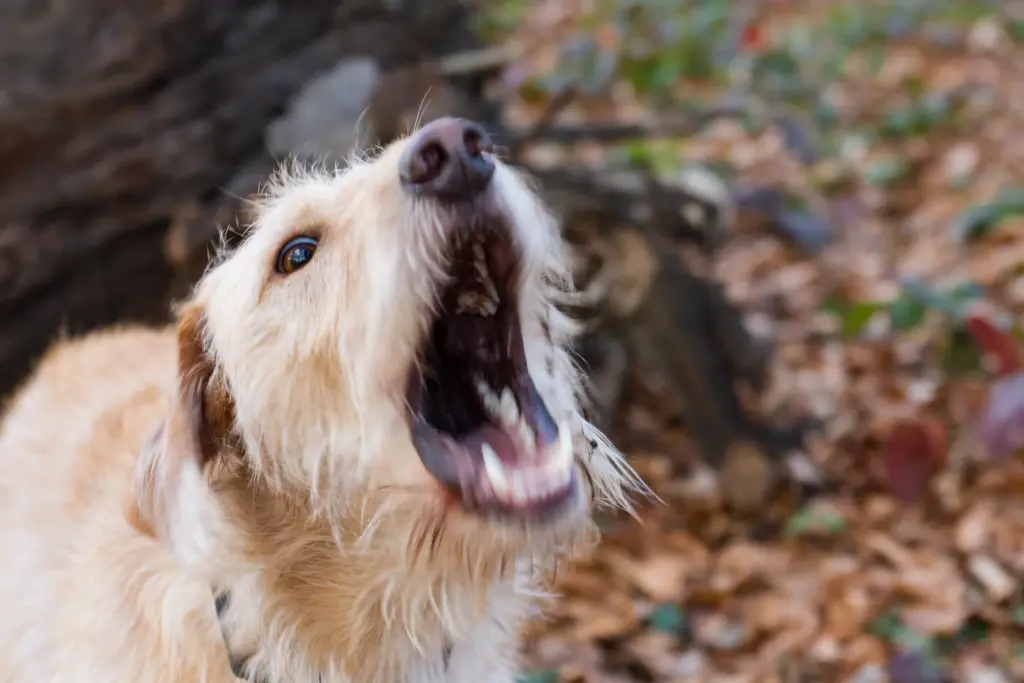 A dog barks at other dogs